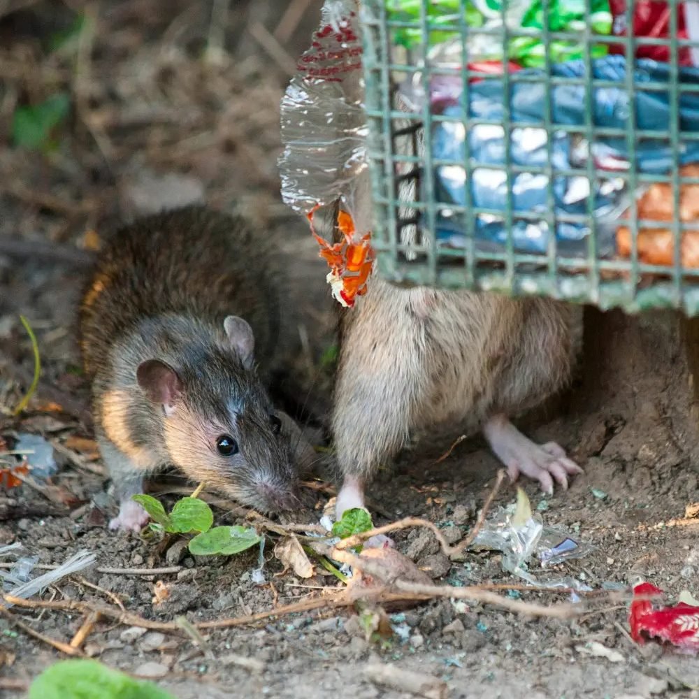 Sys Clean - Rats