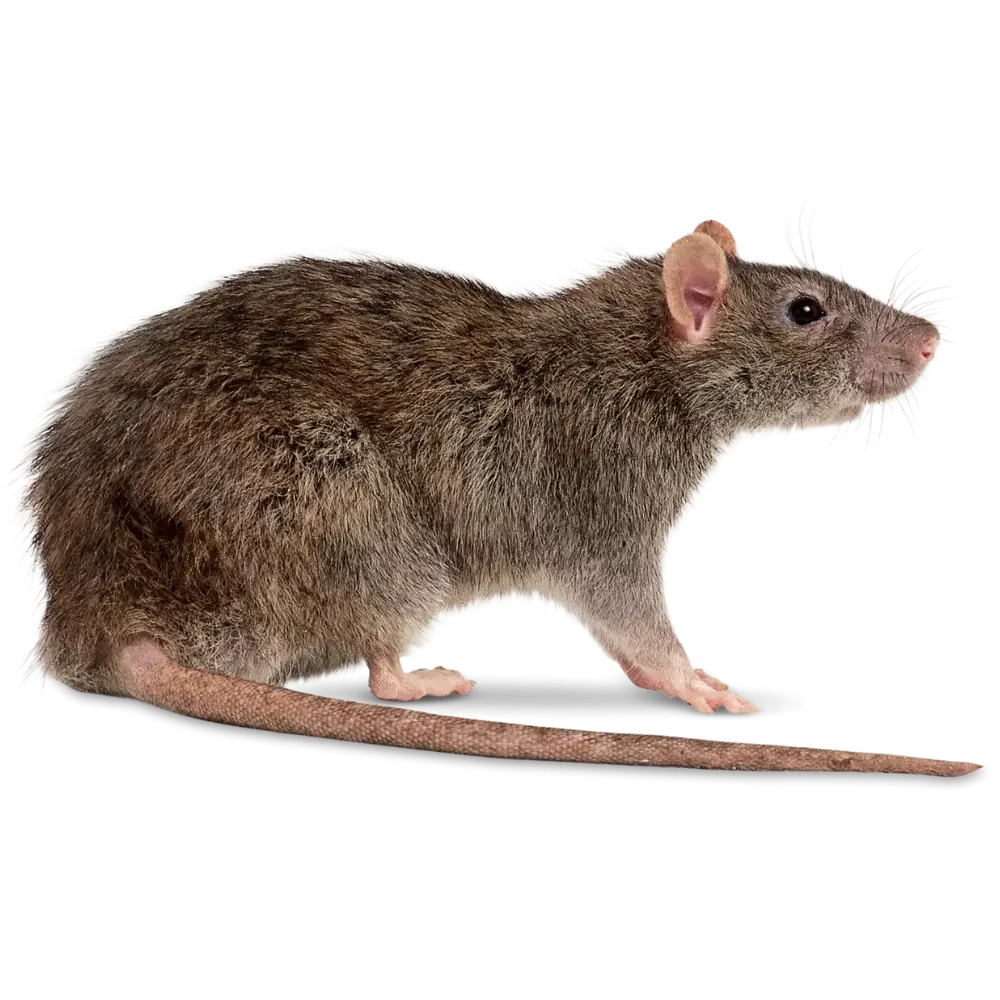 rats