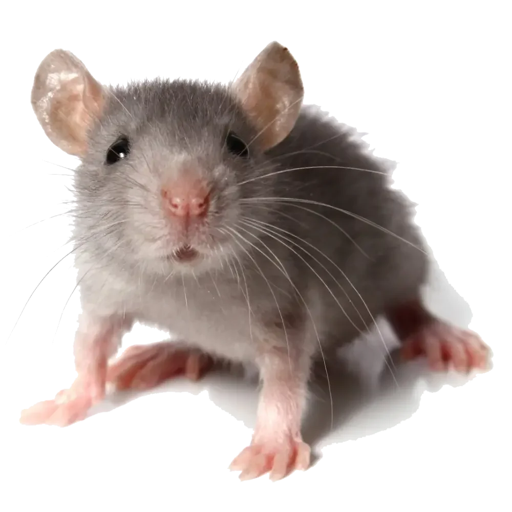 souris